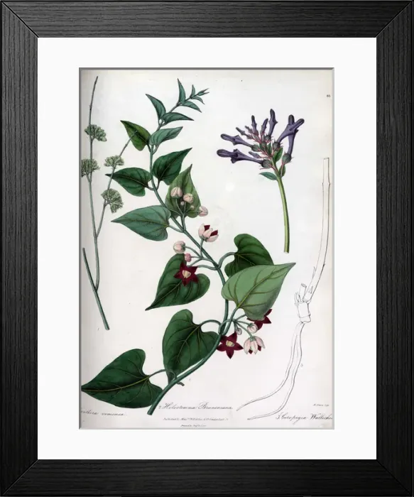 Framed Print : Holostemma brunoniana Framed Print : Holostemma brunoniana