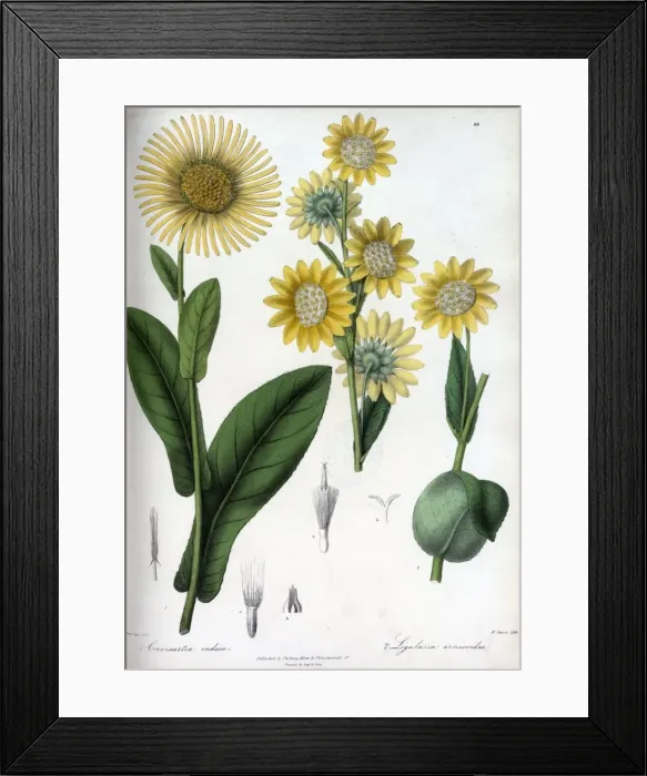 Framed Print : Leopard plant Framed Print : Leopard plant