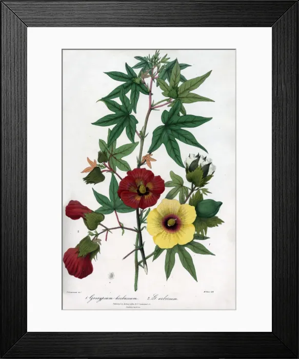 Framed Print : Levant and Tree cotton Framed Print : Levant and Tree cotton