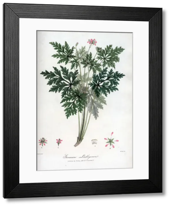 Framed Print : Geranium Lindleyanum Framed Print : Geranium Lindleyanum