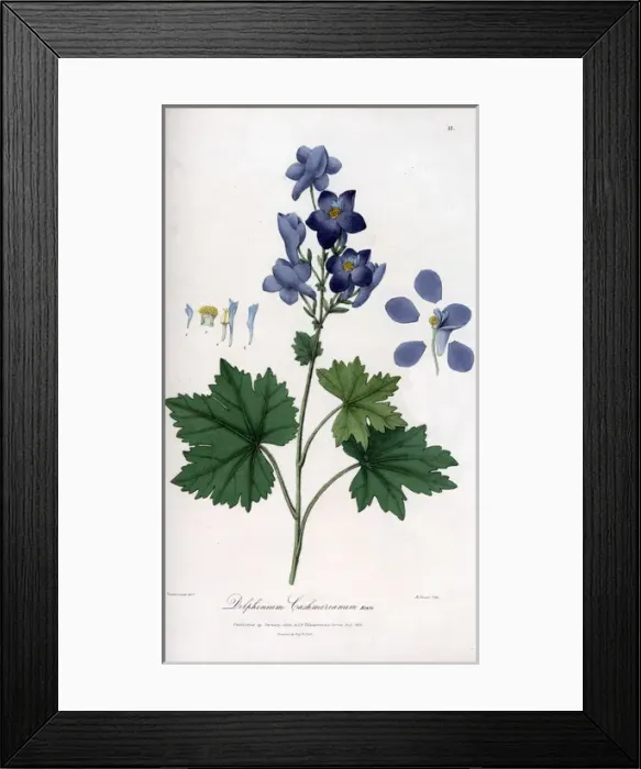 Framed Print : The Kashmir delphinium Framed Print : The Kashmir delphinium