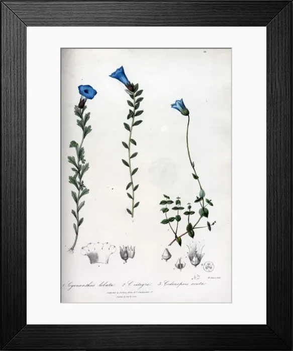 Framed Print : Cyananthus lobata and integra + Codonopsis ovata Framed Print : Cyananthus lobata and integra + Codonopsis ovata