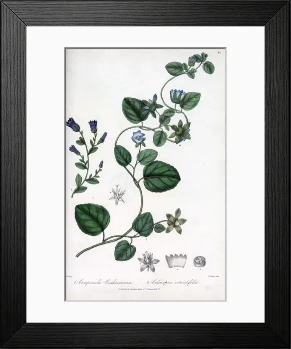 Framed Print : Kashmir campanula and Codonopsis rotundiflora Framed Print : Kashmir campanula and Codonopsis rotundiflora