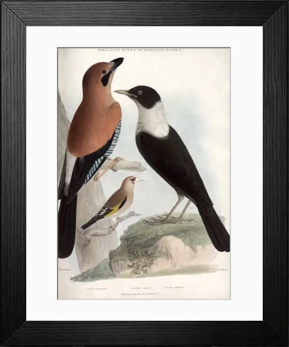 Framed Print : Jay, Goldfinch and White-throated thrush Framed Print : Jay, Goldfinch and White-throated thrush