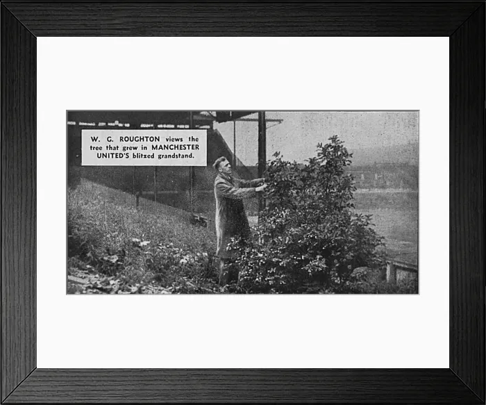 Framed Print : Tree growing in damaged stand at Manchester United Framed Print : Tree growing in damaged stand at Manchester United