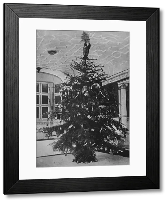 Framed Print : Queen Alexandras Christmas tree at Sandringham Framed Print : Queen Alexandras Christmas tree at Sandringham