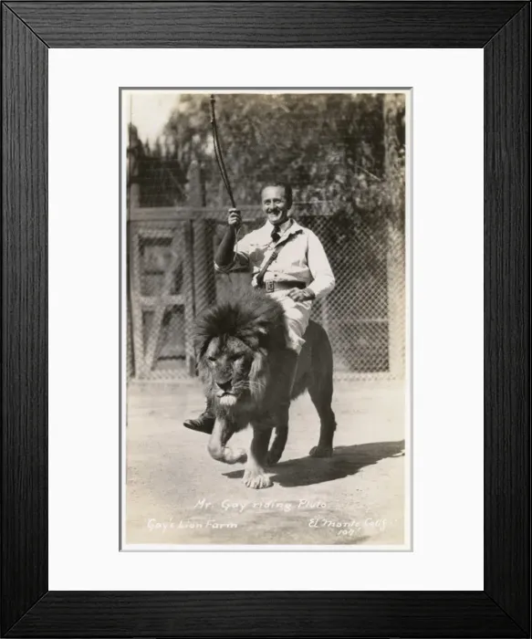 Framed Print : Gays Lion Farm, El Monte, California, USA Framed Print : Gays Lion Farm, El Monte, California, USA