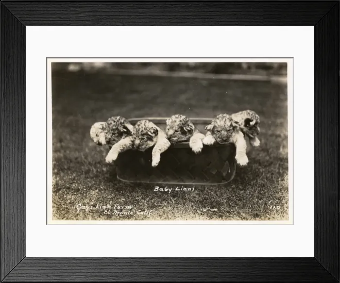 Framed Print : Gays Lion Farm, El Monte, California, USA Framed Print : Gays Lion Farm, El Monte, California, USA