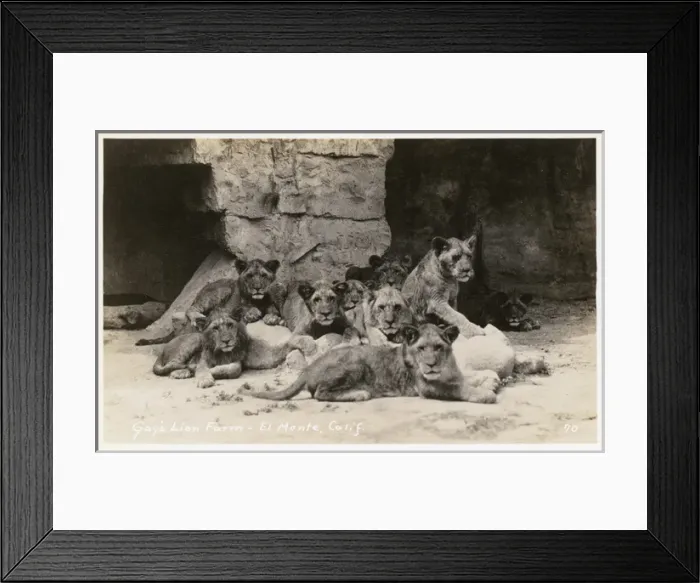 Framed Print : Gays Lion Farm, El Monte, California, USA Framed Print : Gays Lion Farm, El Monte, California, USA