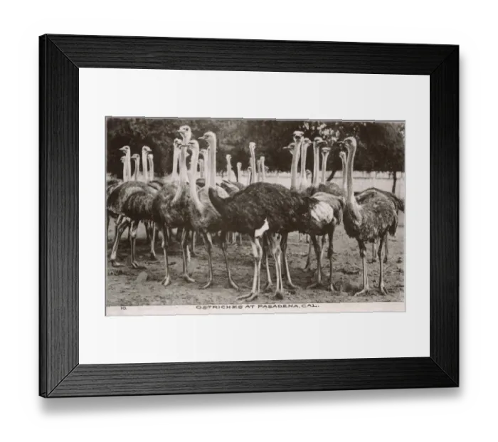 Framed Print : Ostriches at Pasadena, California, USA Framed Print : Ostriches at Pasadena, California, USA
