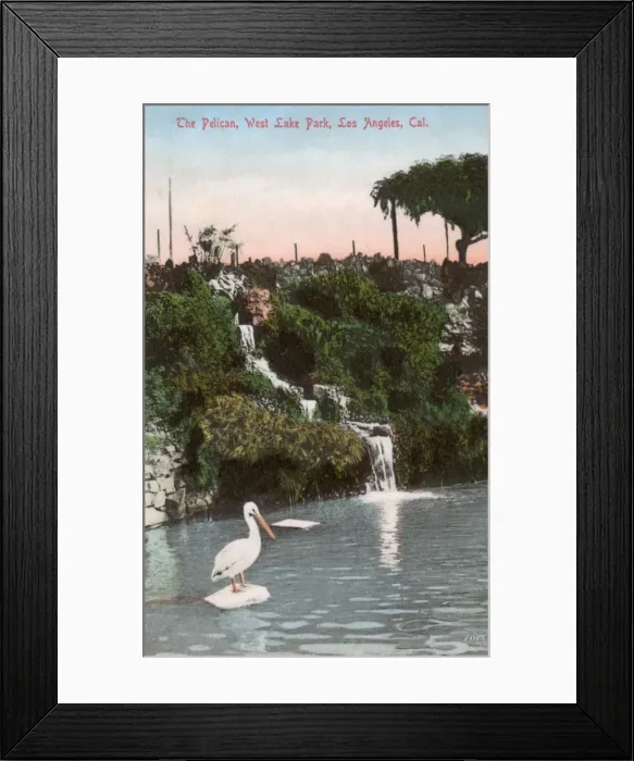 Framed Print : The Pelican, West Lake Park, Los Angeles, California, USA Framed Print : The Pelican, West Lake Park, Los Angeles, California, USA