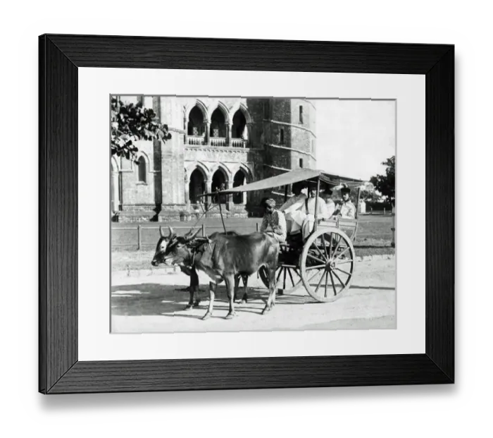 Framed Print : Bullock gharry, India Framed Print : Bullock gharry, India