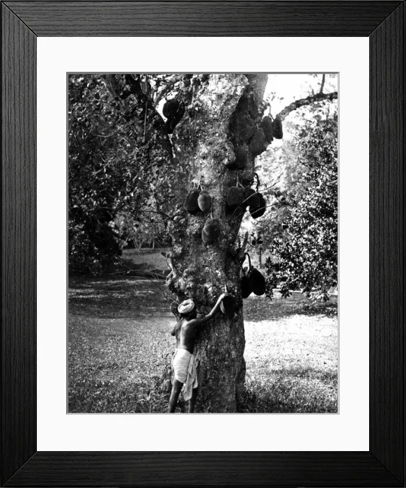 Framed Print : Jack Fruit tree, India Framed Print : Jack Fruit tree, India
