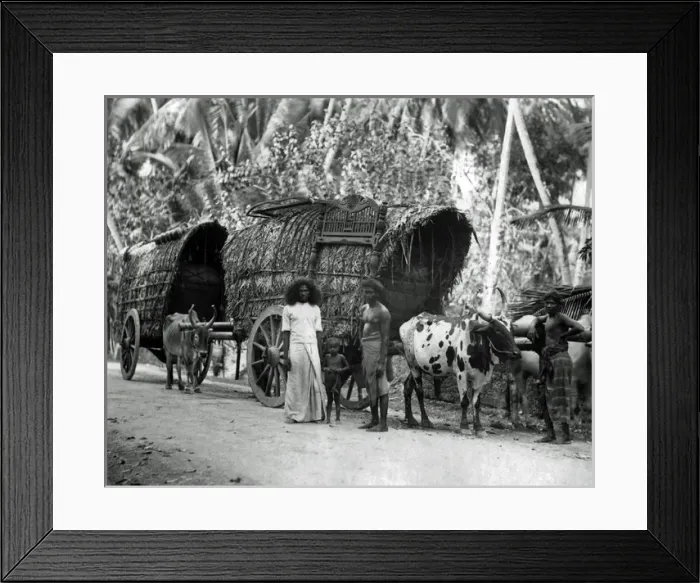 Framed Print : Bullock-drawn carts, Ceylon (Sri Lanka) Framed Print : Bullock-drawn carts, Ceylon (Sri Lanka)