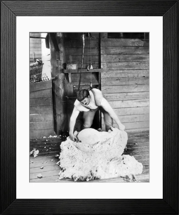 Framed Print : Sheep shearer at work, Burrawang Station, Australia Framed Print : Sheep shearer at work, Burrawang Station, Australia