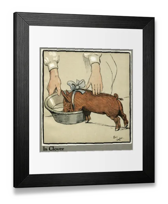 Framed Print : Hungry Peter as a growing piglet drinking from a bowl Framed Print : Hungry Peter as a growing piglet drinking from a bowl