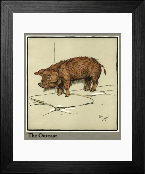 Framed Print : Hungry Peter as a piglet looking for food