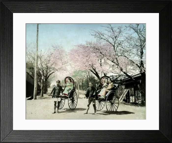 Framed Print : Cherry blossom and rickshaws, Yokohama, Japan