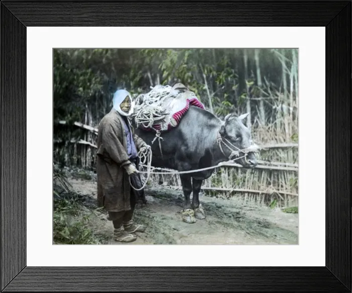 Framed Print : Farmer and ox, Japan Framed Print : Farmer and ox, Japan