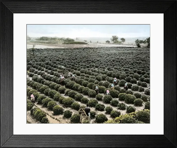Framed Print : People picking tea, Japan Framed Print : People picking tea, Japan