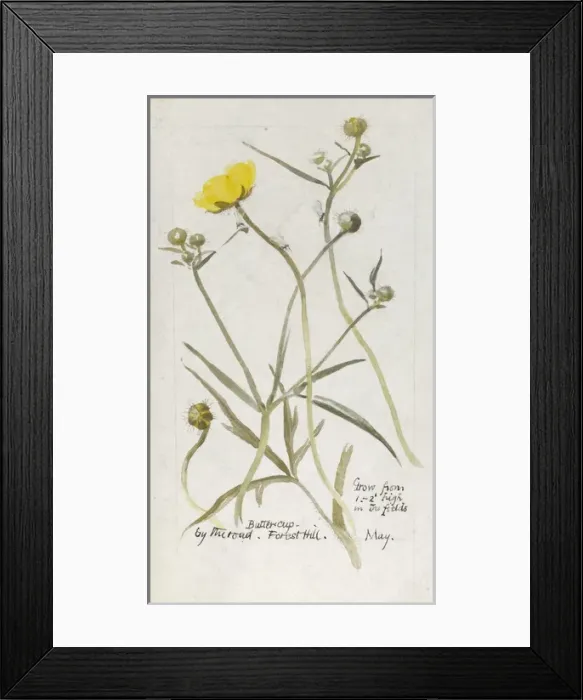 Framed Print : Botanical Sketchbook -- Buttercup Framed Print : Botanical Sketchbook -- Buttercup