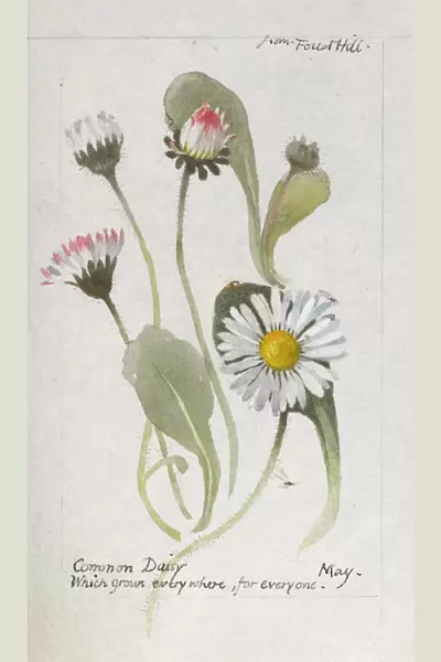 Botanical Sketchbook -- Common Daisy