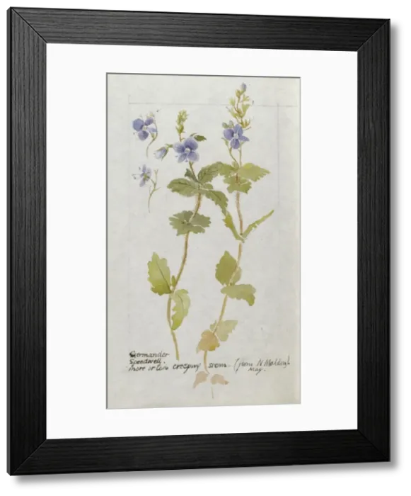 Framed Print : Botanical Sketchbook -- Germander Speedwell Framed Print : Botanical Sketchbook -- Germander Speedwell