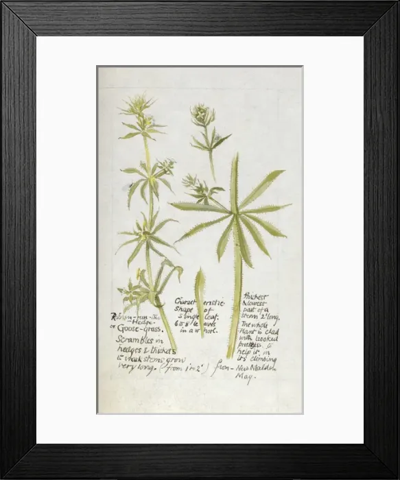 Framed Print : Botanical Sketchbook -- Goose Grass Framed Print : Botanical Sketchbook -- Goose Grass