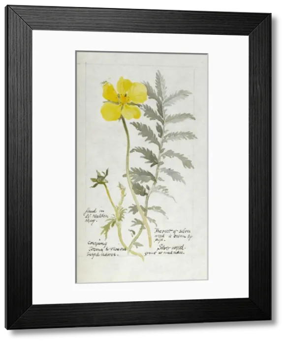 Framed Print : Botanical Sketchbook -- Silverweed Framed Print : Botanical Sketchbook -- Silverweed