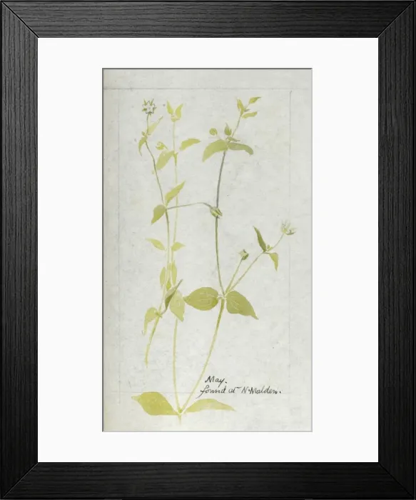 Framed Print : Botanical Sketchbook -- wild flower Framed Print : Botanical Sketchbook -- wild flower