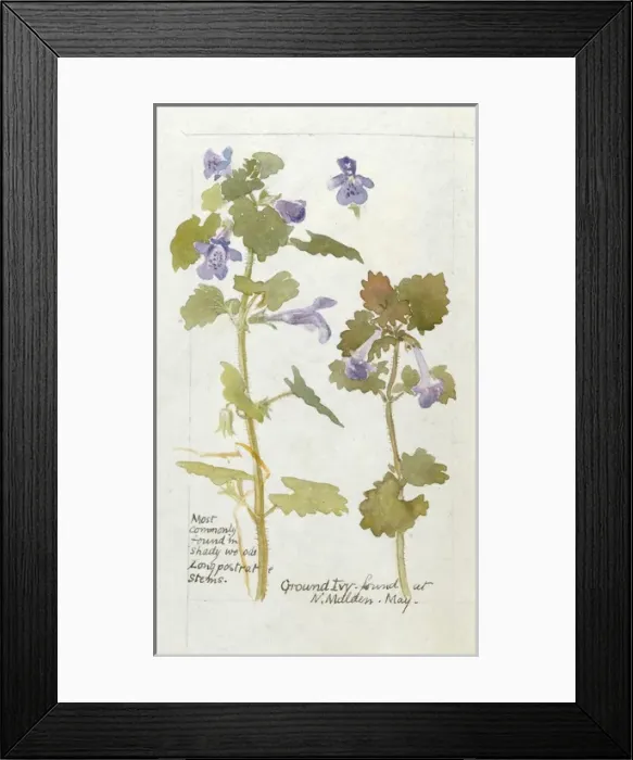 Framed Print : Botanical Sketchbook -- Ground Ivy Framed Print : Botanical Sketchbook -- Ground Ivy