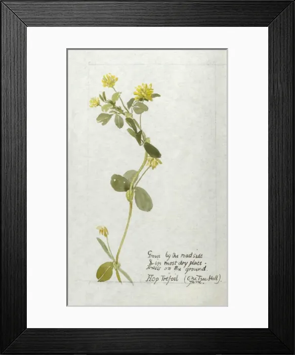 Framed Print : Botanical Sketchbook -- Hop Trefoil Framed Print : Botanical Sketchbook -- Hop Trefoil