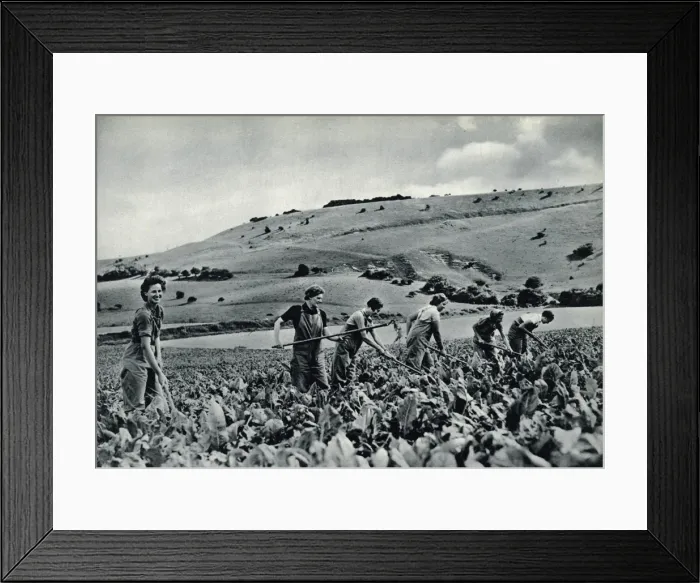 Framed Print : Land girls in training 1939