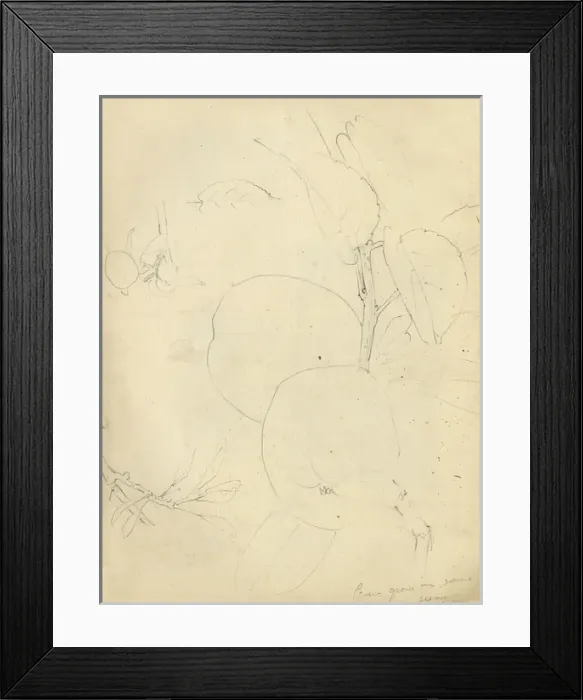 Framed Print : Pencil sketch of fruit Framed Print : Pencil sketch of fruit