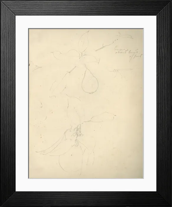 Framed Print : Pencil sketch of fruit Framed Print : Pencil sketch of fruit