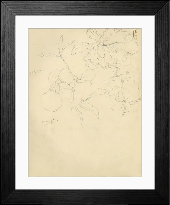 Framed Print : Pencil sketch of leaves and fruit Framed Print : Pencil sketch of leaves and fruit