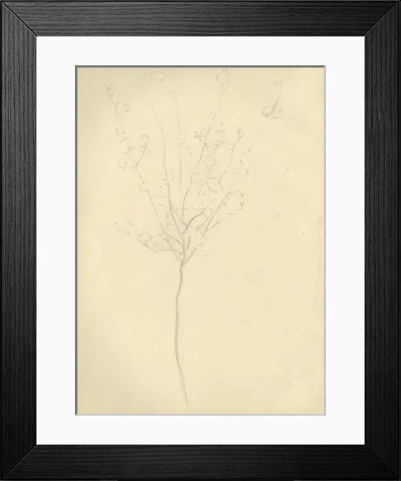 Framed Print : Pencil sketch of a tree Framed Print : Pencil sketch of a tree