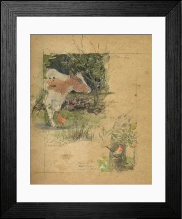 Framed Print : Studies of cow and robin by Muriel Dawson Framed Print : Studies of cow and robin by Muriel Dawson