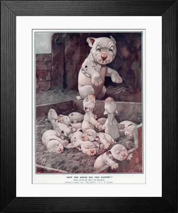 Framed Print : How the deuce did this happen? by George Studdy Framed Print : How the deuce did this happen? by George Studdy