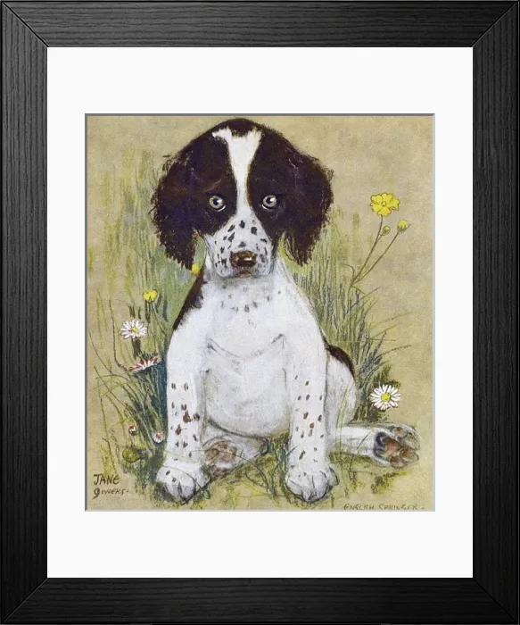 Framed Print : English Springer Spaniel by Muriel Dawson Framed Print : English Springer Spaniel by Muriel Dawson