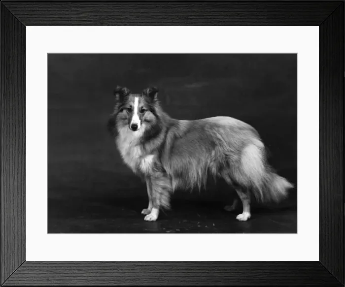 Framed Print : HALLINWOOD GOLDEN FETTER, Shetland Sheepdog Framed Print : HALLINWOOD GOLDEN FETTER, Shetland Sheepdog