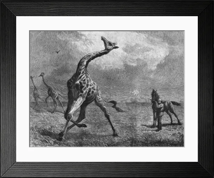 Framed Print : Hunting giraffe Framed Print : Hunting giraffe