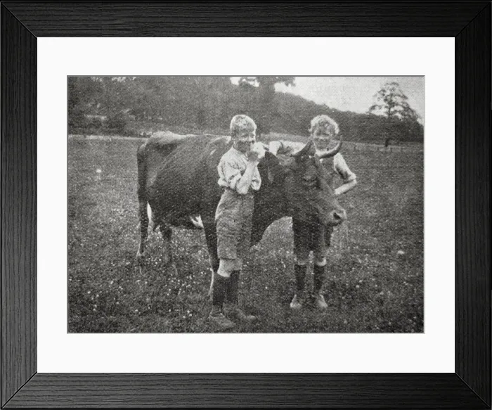 Framed Print : Boys and Cow at Hedgerley Home, Buckinghamshire Framed Print : Boys and Cow at Hedgerley Home, Buckinghamshire