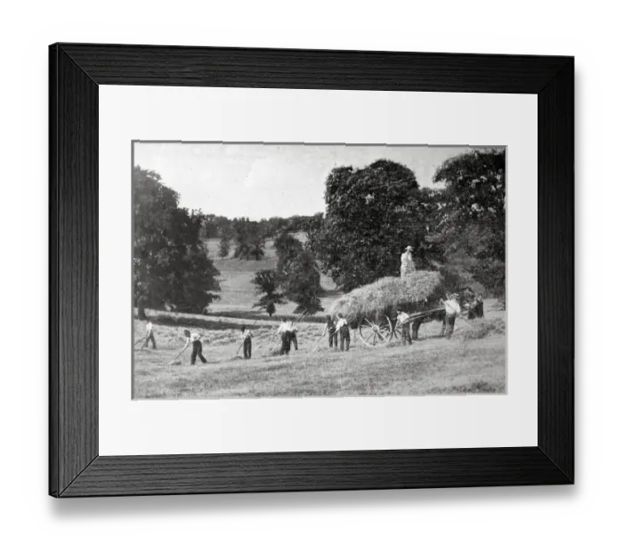 Framed Print : Barnet Industrial School - Hay Harvest Framed Print : Barnet Industrial School - Hay Harvest