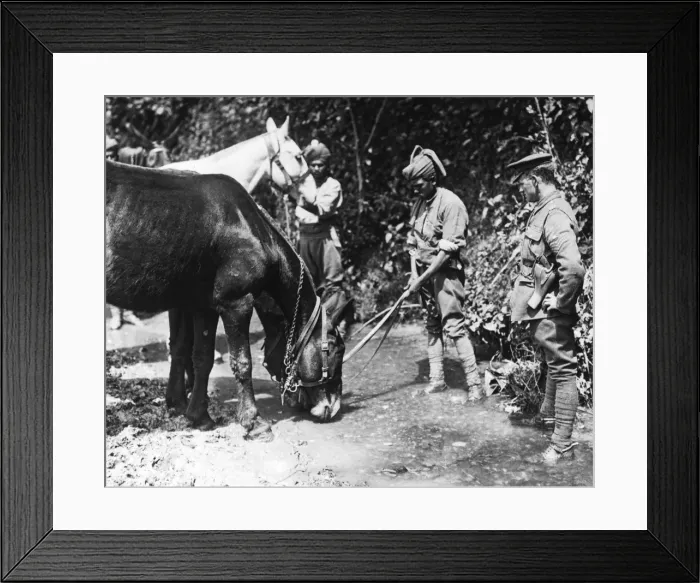 Framed Print : Indian soldiers watering mules, Western Front, WW1 Framed Print : Indian soldiers watering mules, Western Front, WW1