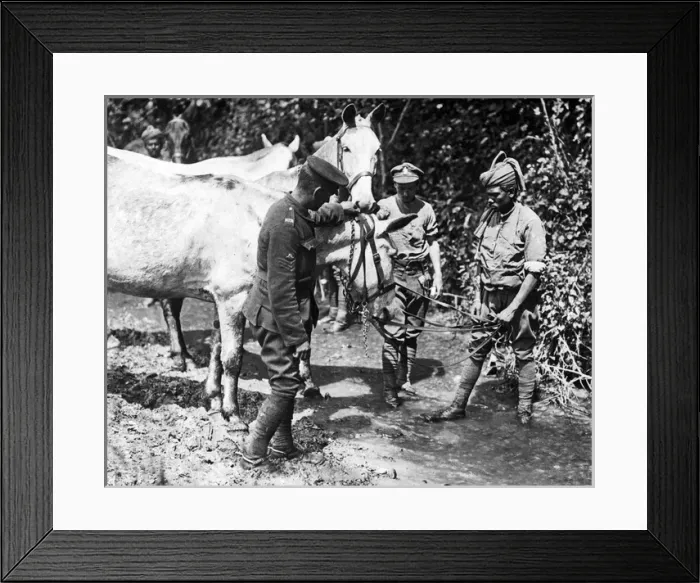 Framed Print : Indian soldier watering mules, Western Front, WW1 Framed Print : Indian soldier watering mules, Western Front, WW1