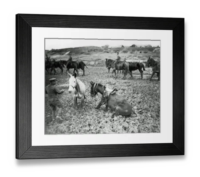 Framed Print : War horses during wet weather, Western Front, WW1 Framed Print : War horses during wet weather, Western Front, WW1