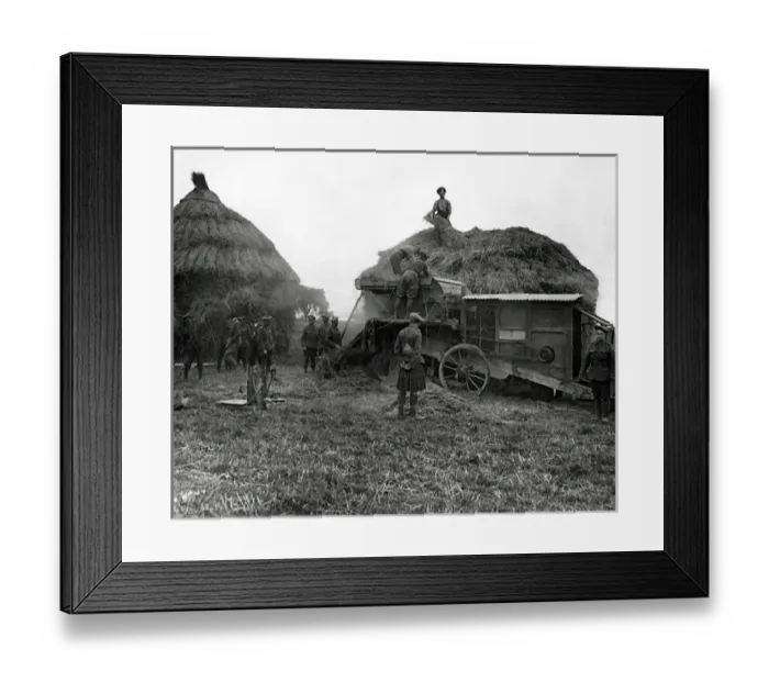 Framed Print : Harvesting scene with soldiers, Western Front, WW1 Framed Print : Harvesting scene with soldiers, Western Front, WW1