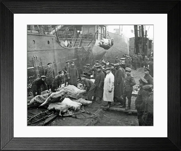 Framed Print : Arrival of a meat-ship for the Western Front Framed Print : Arrival of a meat-ship for the Western Front