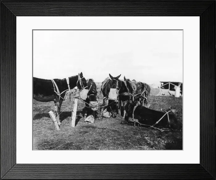 Framed Print : Mules wearing nosebags, Western Front, WW1 Framed Print : Mules wearing nosebags, Western Front, WW1